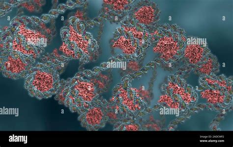 Histone packaging of DNA. Illustration of the histone packaging of ...