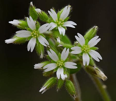 Cerastium glomeratum page