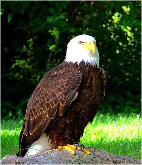 FOTO NATURA HUESCA 2: ÁGUILA CALVA haliaeetus leucocephalus Carl von ...