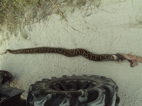 Everglades Snakes — Florida Sportsman