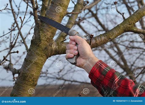 Agriculture, Pruning in Orchard Stock Image - Image of people, nature ...