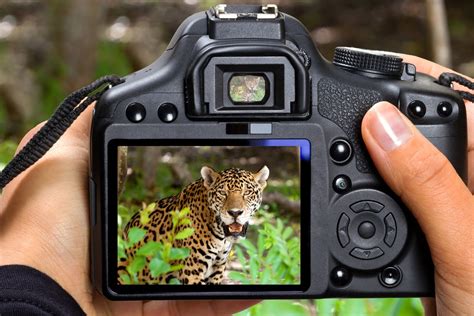 10 Best Camera for Wildlife Photography 2023 – Top 10 Reviews