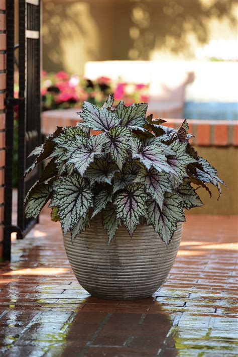 10 Best Plants for Shade — Easy Shade Loving Plants