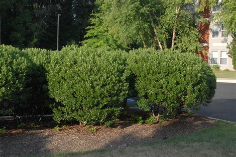 Ilex glabra (Appalachian Tea, Gallberry, Inkberry) | North Carolina Extension Gardener Plant Toolbox