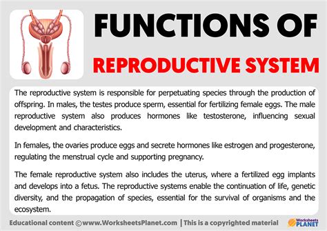 Functions of Reproductive System