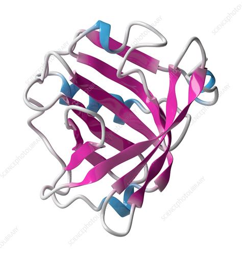 Beta-lactoglobulin protein molecule, illustration - Stock Image - F019 ...