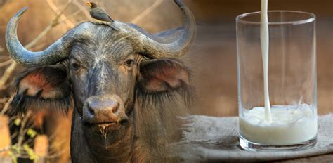 What's So Special About Buffalo Milk? - Health & Healthier