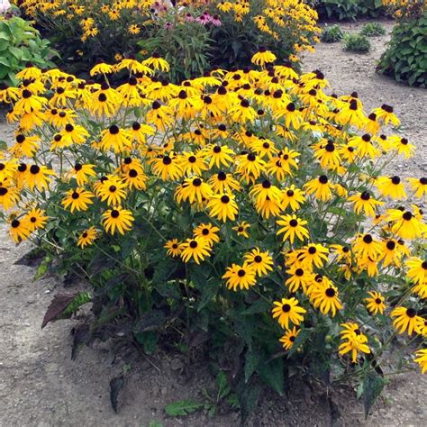 Black-Eyed Susan Yellow Wildflower Seeds – Gran's Garden Seeds