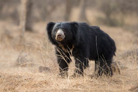 Free Photo | Unique photo of sloth bears in india