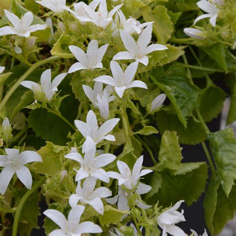 Campanula poscharskyana ‘Silver Rain’ – British Garden Plants