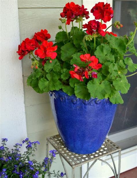 Red geraniums in blue ceramic pots | Red geraniums, Potted geraniums ...