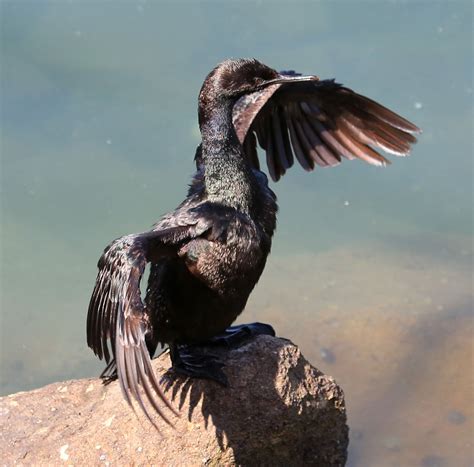 Pelagic Cormorant | Audubon Field Guide