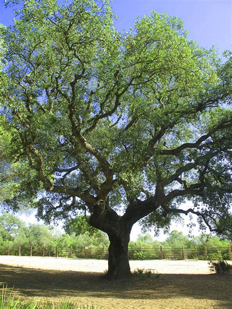 Cork Oak | Lindas paisagens, Paisagens