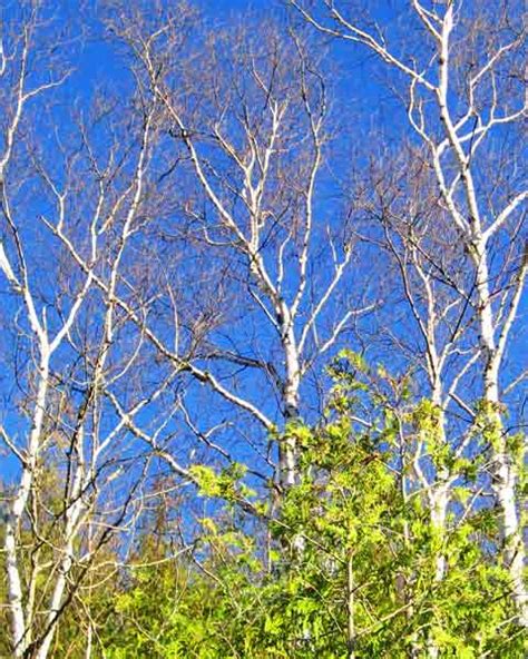 Birch Tree Forest Picture