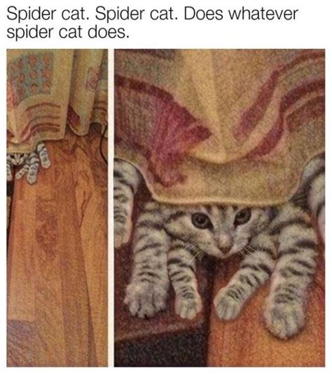 Spider Cat - I Can Has Cheezburger?