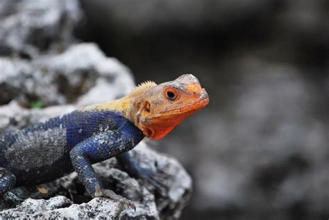 Agama Lizard: Characteristics, Diet, Facts & More [Fact Sheet]