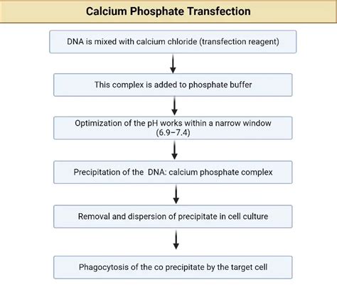 Transfection - Definition, Types, Principle, Applications - Biology Notes Online