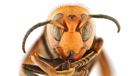 'Murder hornets' have a new common name: Northern giant hornet