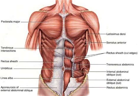 Harmony Of Structure & Function: The Pecs. | Muscular system anatomy ...