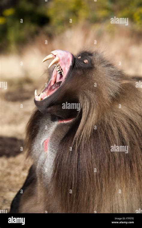 Baboon Teeth High Resolution Stock Photography and Images - Alamy