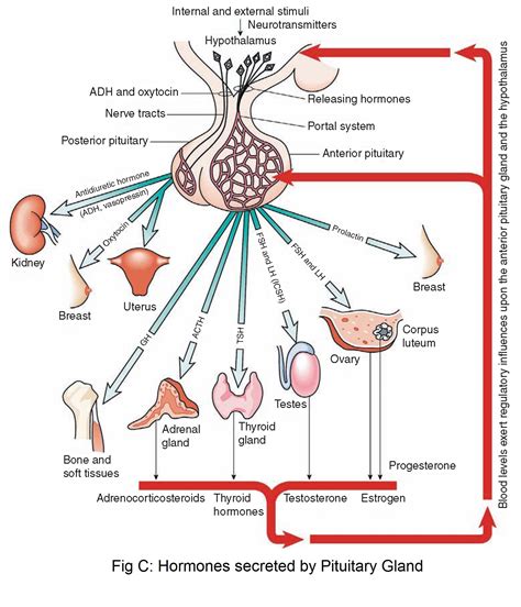 Pituitary Gland unfolded! Here is all you need to know! – Askiitians | Blog