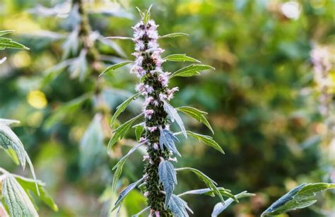 Health Benefits Of Motherwort(+Nutrition & Side Effects)