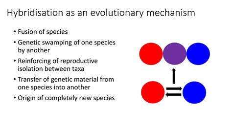 PPT - The role of hybridisation in evolution PowerPoint Presentation, free download - ID:502902