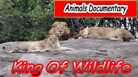 Animals Documentary - Wildlife Documentary - Wildlife Documentary National Geographic - YouTube