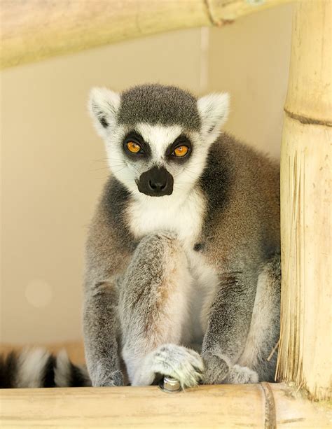 Lemur | Lemur Walk at the San Diego Zoo Safari Park is a won… | Flickr