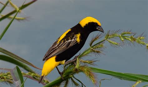 Yellow-crowned Bishop (Euplectes afer) | Ian White | Flickr