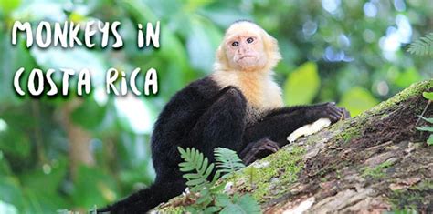 Where to See the Four Species of Monkeys in Costa Rica