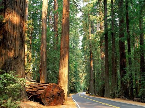 Redwood National Park | Drive The Nation