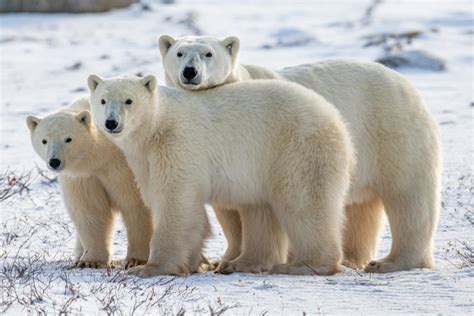 On the ground in Churchill: Polar bears fight for survival as ice disappears