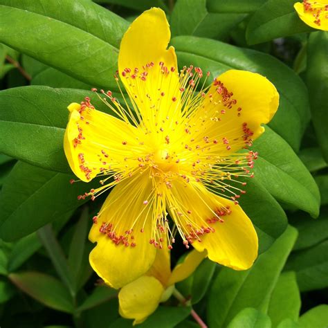 Hypericum calycinum - St. John's Wort (3.5" Pot) | Little Prince To Go