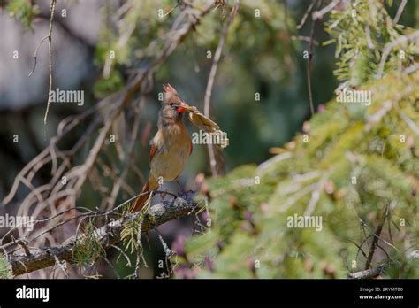 Cardinal nest hi-res stock photography and images - Alamy