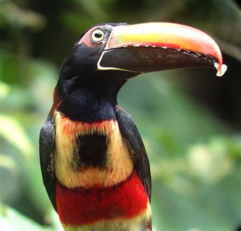 Beautiful, Exotic Birds are the Norm at Properties in Panama - THE ...