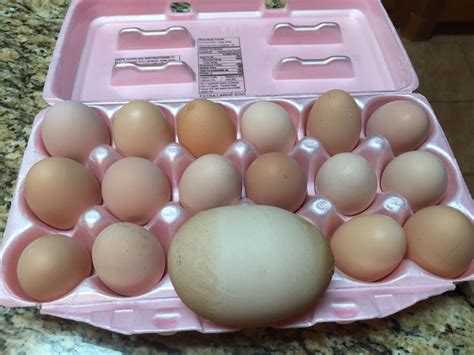 Giant Chicken Egg | BackYard Chickens - Learn How to Raise Chickens