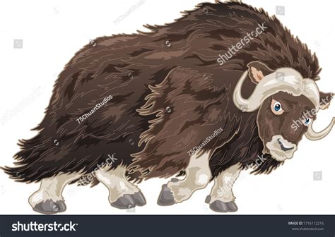 Musk Ox Cartoon Illustration Running Hairy Stock Vector (Royalty Free) 1716112216 | Shutterstock