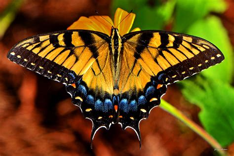 Symmetry Of A Butterfly 004 Photograph by George Bostian