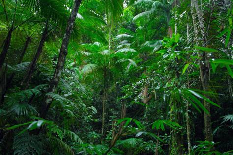 Amazonas Regenwald - Bilder und Stockfotos - iStock