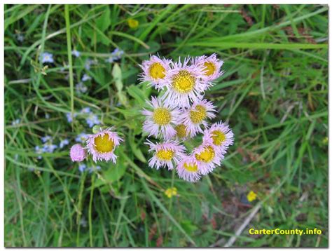 Appalachian Wildflowers