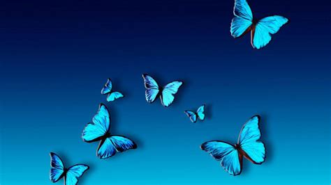 Blue Butterfly HD Wallpapers - Top Free Blue Butterfly HD Backgrounds ...