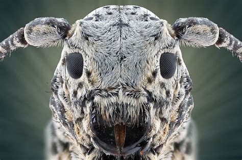 Juxtapoz Magazine - In Your Face: Extreme Close-ups of Insects Extreme ...