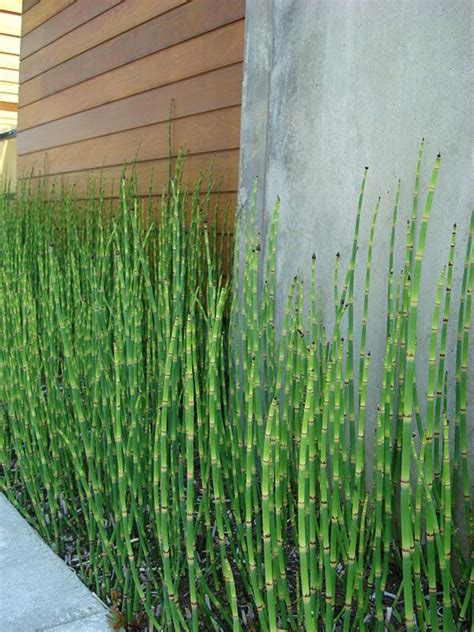 Water Rush Bamboo (equisetum hyemale) | Small bamboo plants, Bamboo ...