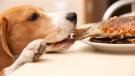 9 foods you should never feed your pet - TODAY.com