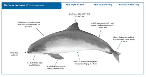 Harbour porpoise | Whale Watching Handbook