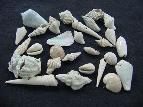 Fossil shell collections small sea shells 25 pieces sp 62 : Southern Arrow, Fossil Shells From ...