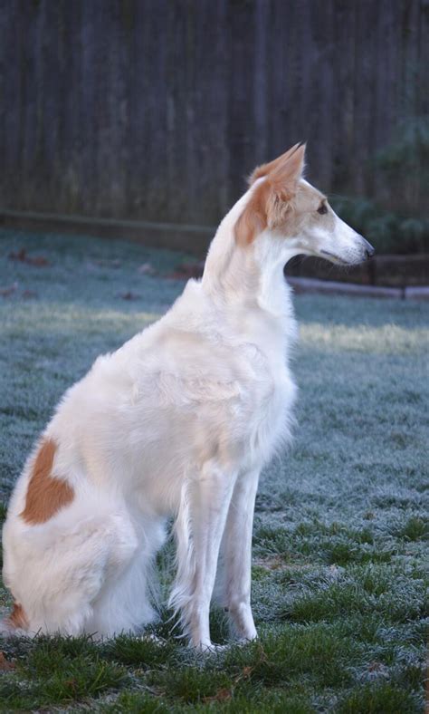 Borzoi Russian Wolfhound for sale in UK | 56 used Borzoi Russian Wolfhounds