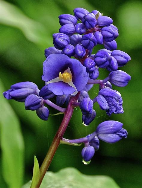 Blue Ginger Photograph by Robert Lyons - Fine Art America