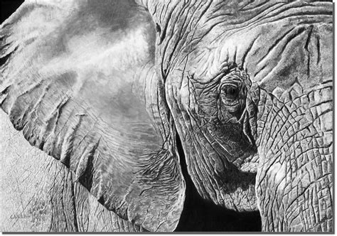 The Matriarch - Elephant Drawing - Owen Garratt - Pencil Artist